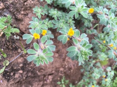 Acmispon brachycarpus