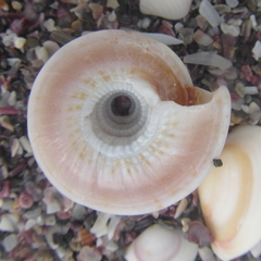 Adelphotectonica reevei