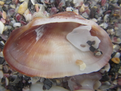 Barbatia novaezealandiae