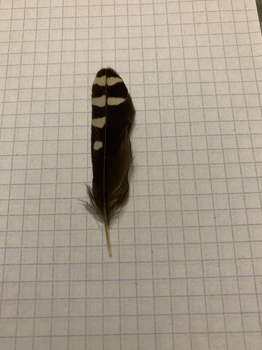 Plume de Pic tridactyle
