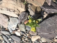 Mohavea breviflora