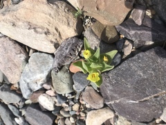 Mohavea breviflora