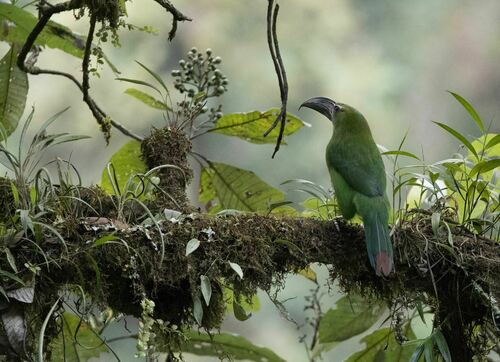 Chestnut-tipped Toucanet (Aulacorhynchus derbianus), photo 6