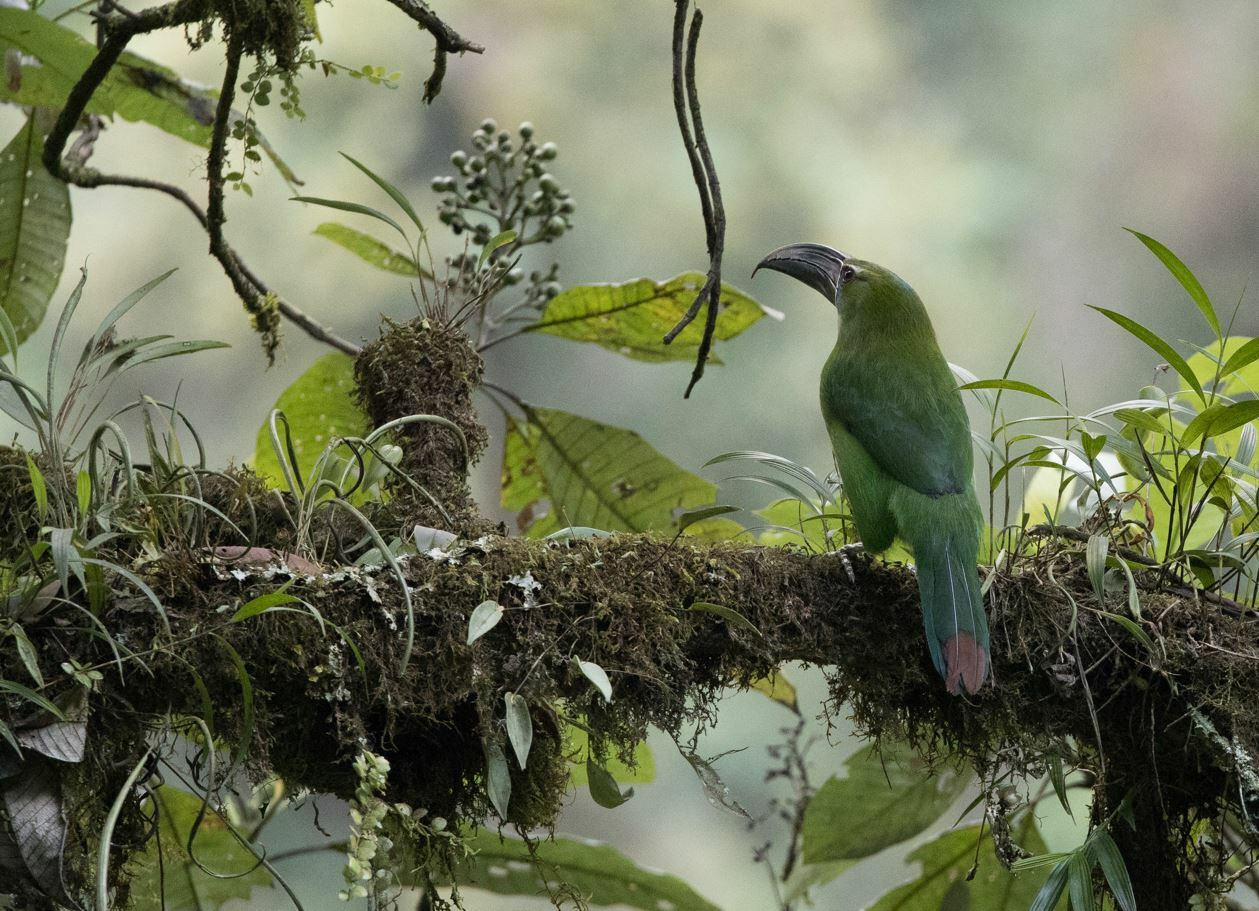 Chestnut-tipped Toucanet (Aulacorhynchus derbianus), photo 6