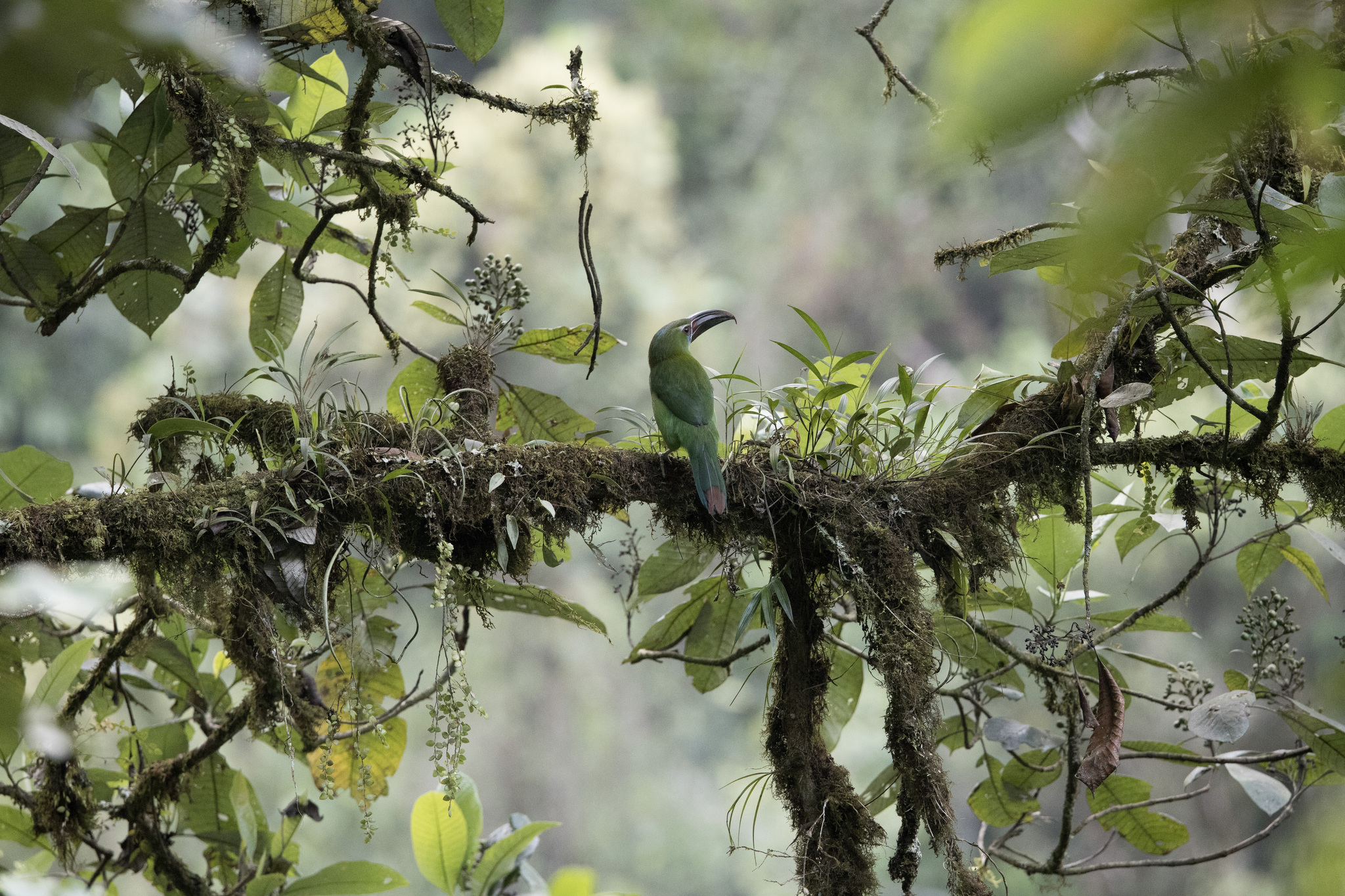 Chestnut-tipped Toucanet (Aulacorhynchus derbianus), photo 8