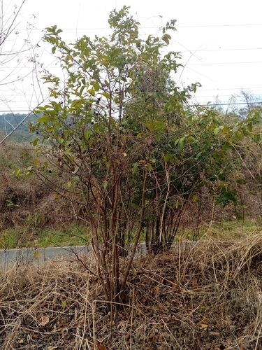 Image of Diospyros inconstans by (c) Pier Luiggi Maquilón, some rights reserved (CC BY)
