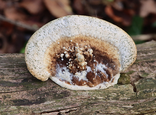 Trametes warnieri