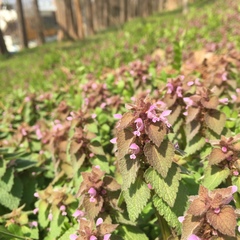Lamium purpureum