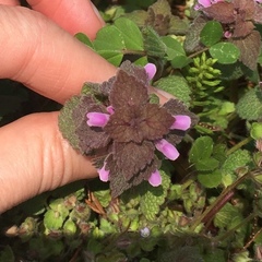 Lamium purpureum