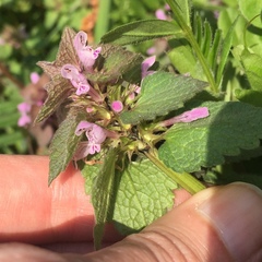 Lamium purpureum