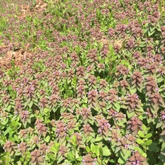 Lamium purpureum