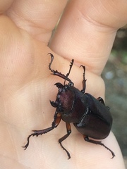 Cyclommatus metallifer metallifer