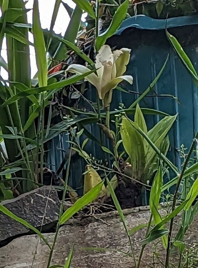 Lycaste viridescens