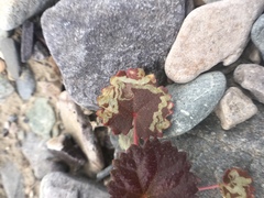 Liriomyza trifoliearum