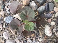 Liriomyza trifoliearum