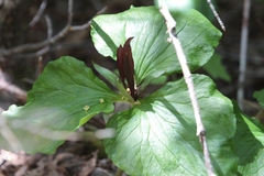 Trillium angustipetalum