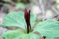 Trillium angustipetalum