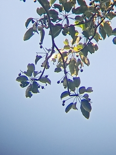 Image of Elaeocarpus munroi by (c) Rama Narayanan, some rights reserved (CC BY)