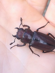 Cyclommatus metallifer metallifer