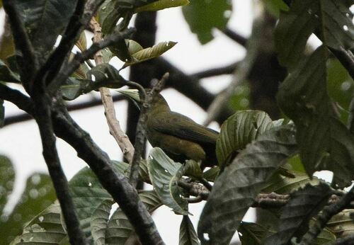 Dusky-green Oropendola (Psarocolius atrovirens), photo 5