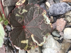 Liriomyza trifoliearum