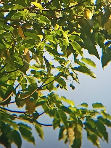 Image of Elaeocarpus munroi by (c) Rama Narayanan, some rights reserved (CC BY)