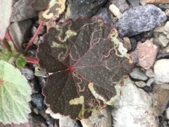 Liriomyza trifoliearum