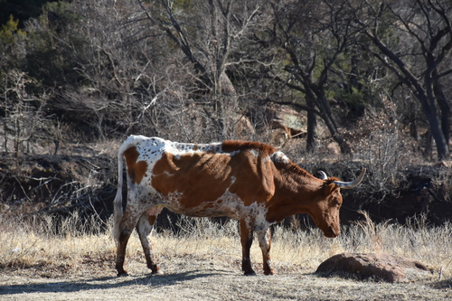 Cow