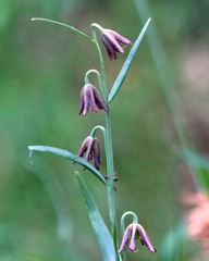 Fritillaria micrantha