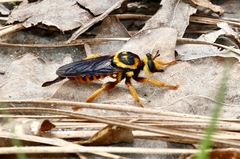 Laphria saffrana