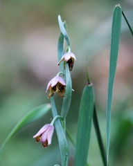 Fritillaria micrantha