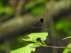 Calopteryx dimidiata
