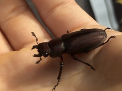 Cyclommatus metallifer metallifer