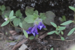 Scutellaria tuberosa
