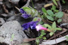Scutellaria tuberosa