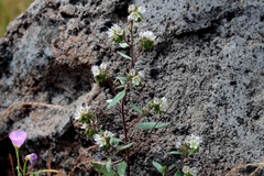 Phacelia heterophylla