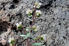 Phacelia heterophylla