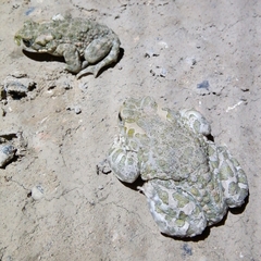 Bufotes viridis viridis