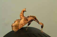 Sacada