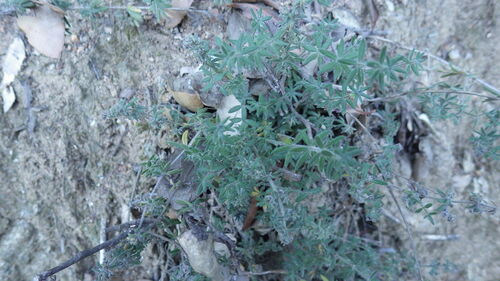 Image of Galium maritimum by (c) Pere Barnola, some rights reserved (CC BY-SA)