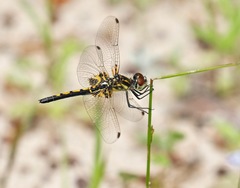 Celithemis ornata