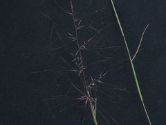 Muhlenbergia microsperma