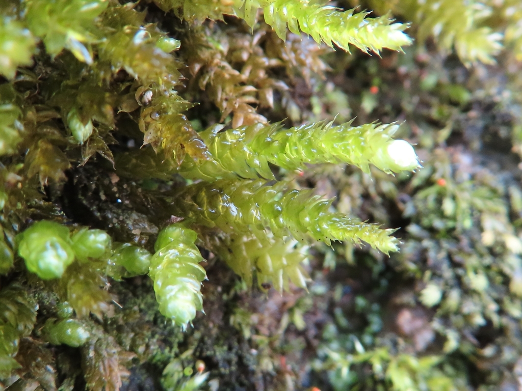 spoon-leaved moss from Kings Contrivance, Columbia, MD, USA on December ...