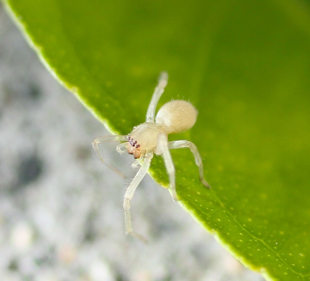 Northern Yellow Sac Spider from Cahalan, San Jose, CA 95123, USA on ...