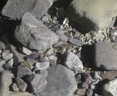 Smeringurus vachoni