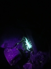 Stahnkeus deserticola