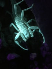 Stahnkeus deserticola