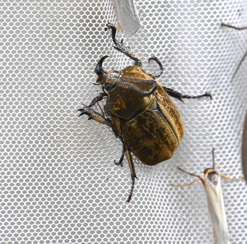 Lycomedes ohausi