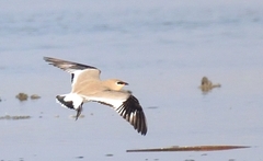 Small Pratincole photo 3