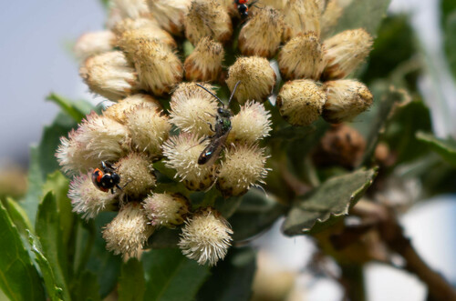 Caenohalictus cuprellus